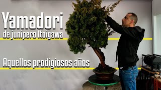 Yamadori Junipero itoigawa.Aquellos prodigiosos años