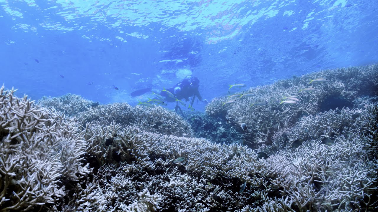Karang di The Great Barrier Reef, sekarat akibat air laut yang memanas terkait dengan pemanasan Bumi. (gambar dari: https://www.youtube.com/watch?v=8eFTkeUYpfQ)