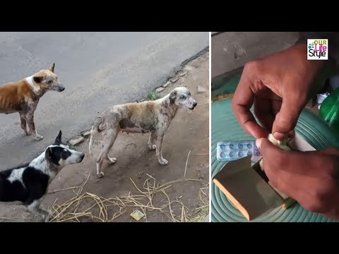 What Happens If My Dog Eats A Melatonin Gummy The Dangers Related Dogs Hub What Happens If My Dog Eats A Melatonin Gummy The Dangers Related Dogs Hub