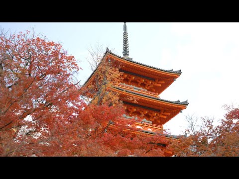 京都 清水寺 紅葉(4K) カエデ・エリシア京都 caede|L’ELISIR KYOTO[Kiyomizu, Kyoto Red Leaves]