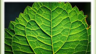 Вегетативные органы растений. Лист Морфология листа