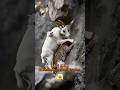 산사태가 일어나고 이들의 운명은 Landslide Hits As Goat And Leopard Hang On A Cliff 산사태가 일어나고 이들의 운명은 Landslide Hits As Goat And Leopard Hang On A Cliff