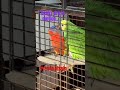 People Keep Asking… They’re Both Male 🌈 #parrot #lovebirds