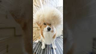 コーギー春の収穫祭