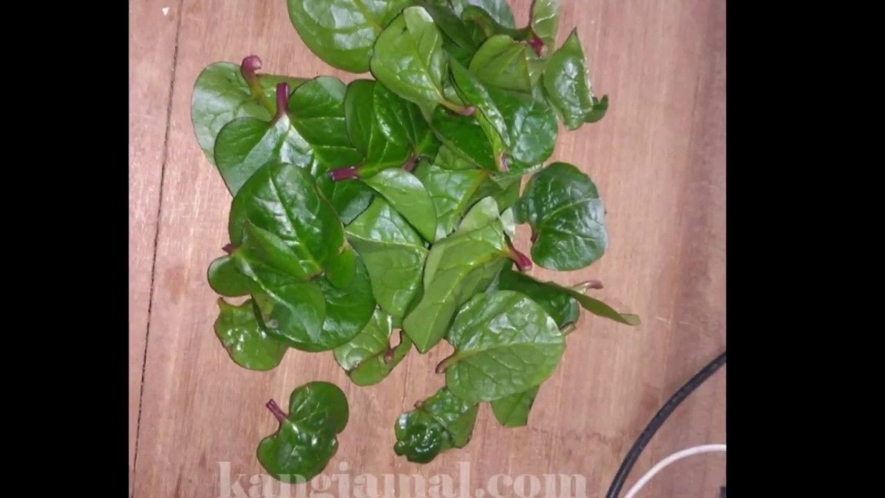 Contoh Daun Binahong Untuk Kesehatan | Kangjamal.con 