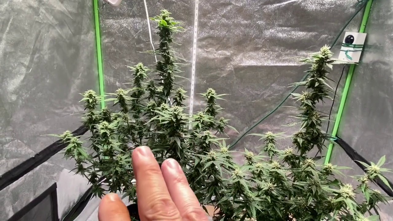 Skunk #1 Autoflower Day 68/64 Medical Cannabis Grow