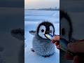 I wish penguins would always stay small. #animals #documentary #cuteanimals #penguin