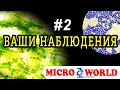 ВАШИ НАБЛЮДЕНИЯ #2 - MICRO WORLD