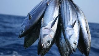 Which Fish Contain Mercury?