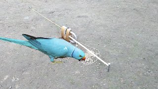 Easy Parrot Bird Trap With Lock - Leg Snare Parrot Trap