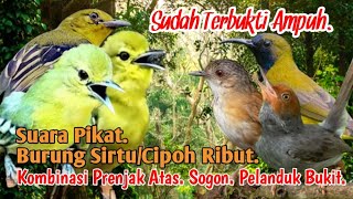 SUARA PIKAT BURUNG SIRTU/CIPOH RIBUT.‼️ KOMBINASI PRENJAK ATAS. SOGON. PELANDUK BUKIT..