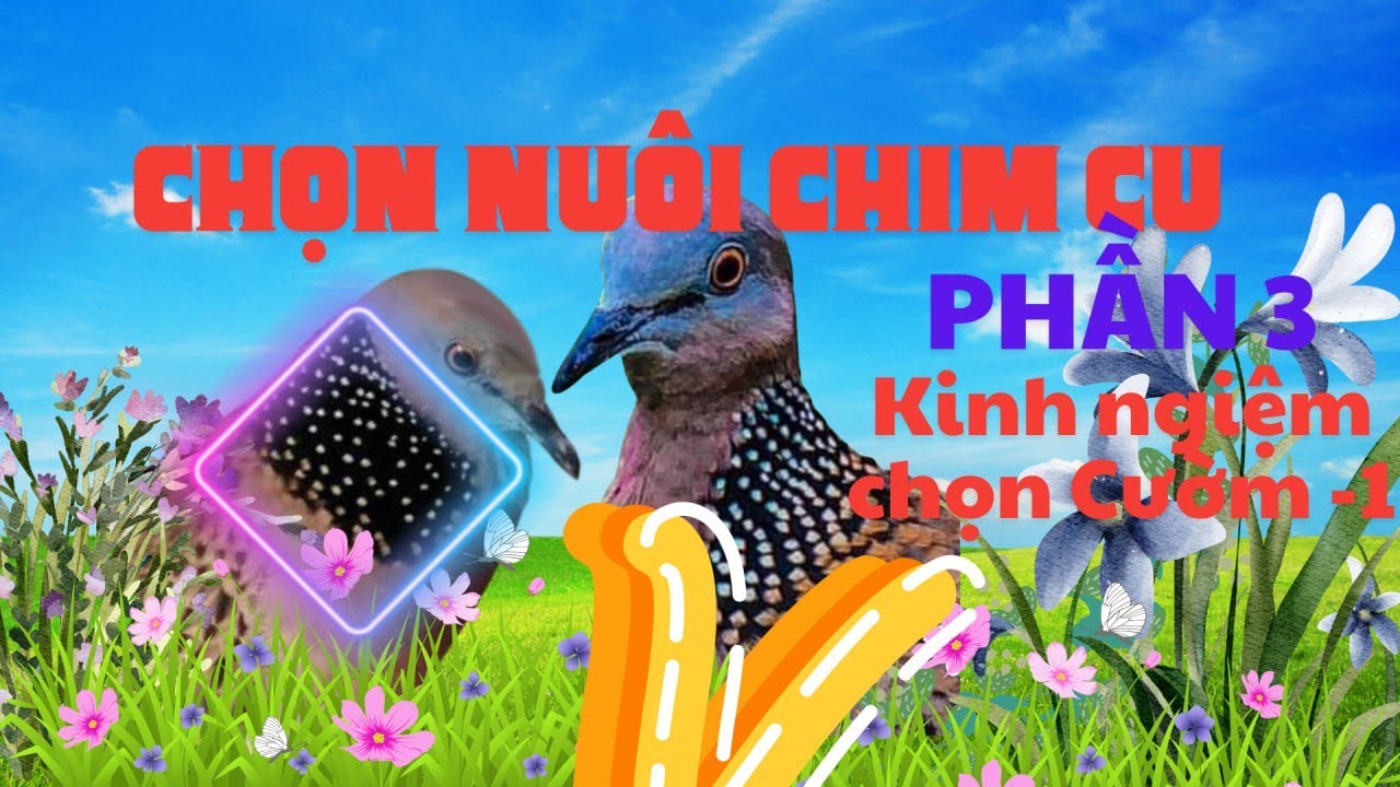 combo 3clips nói về bộ cườm chim cu gáy _ phần 1