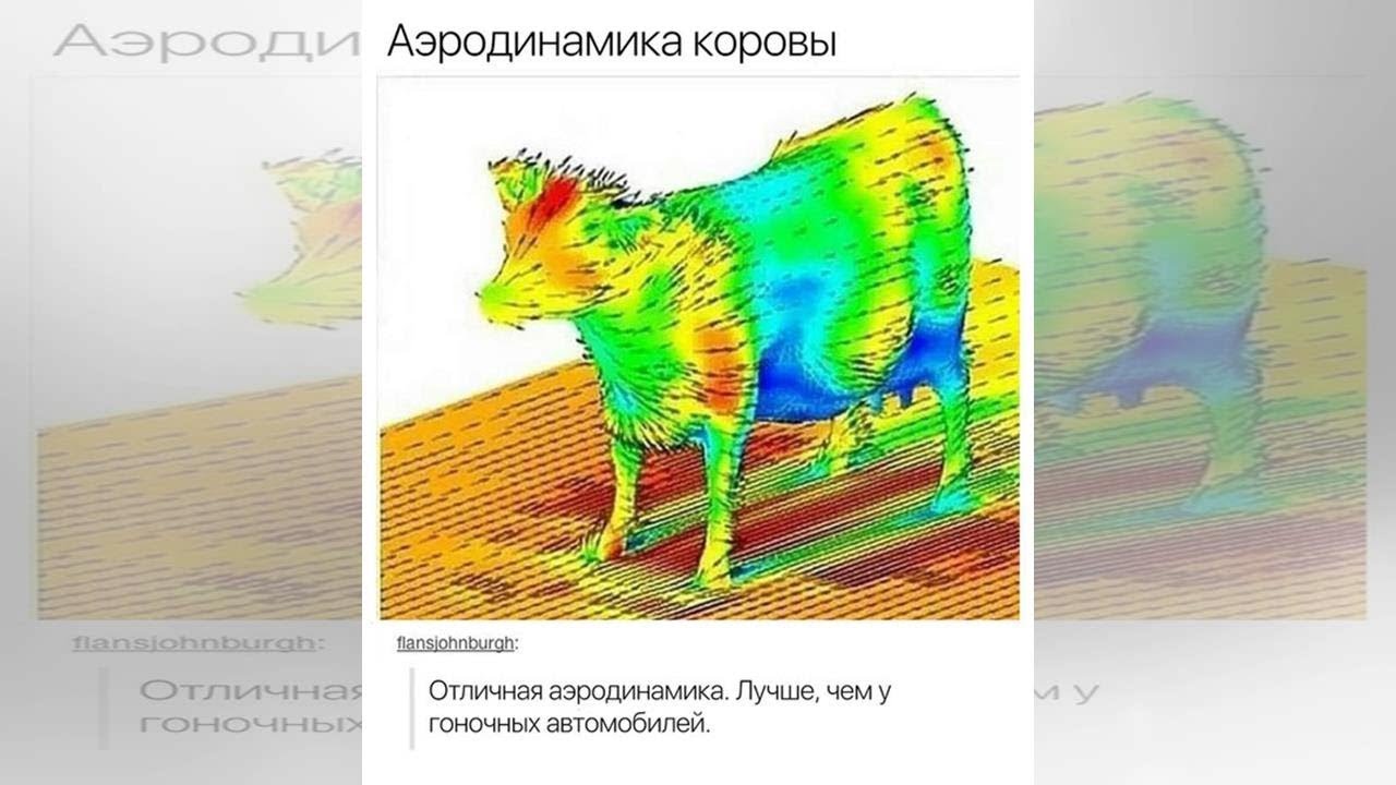 Аэродинамика коровы