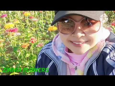 Zinnia flowers Farm