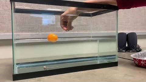 Paper Clip Sink or Float