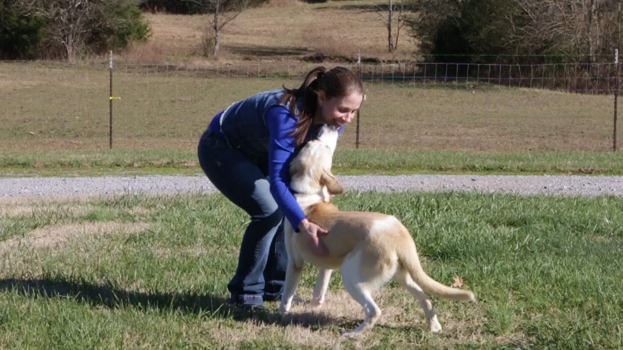 Kindred Spirits Trained Dogs For Sale