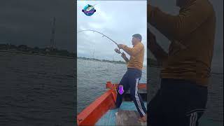 PANIK STRIKE IKAN BESAR #mancing #fishing #shortvideo @dulurmancing88