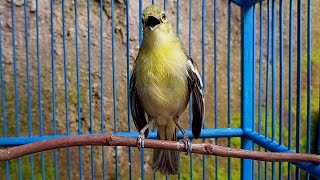 Tes Mental Sirtu Anda Dengan Cipoh Gacor ini‼️Ragam Kicau