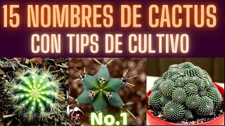 Cactus Names No. 1 || City Garden Cactus Names No. 1 || City Garden