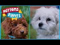 Meet popcorn   mittens  pants characters