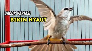 Suara Burung TRUCUKAN gacor ROPEL VARIASI NROTOK NGECUPLIK pancingan trucukan agar JADI trucuk GACOR