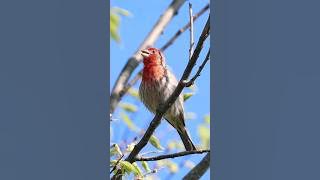 House Finch Singing - Backyard Bird Calls
