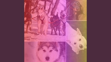 Pulsating Backdrops for Self Care for Dogs