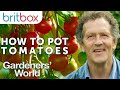 How to Pot Tomato Plants | Top Tips | Gardeners' World