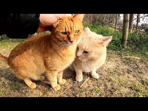 仲良し茶トラ猫コンビの住処を訪問したら2匹で歓迎してくれた