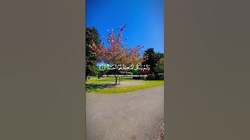 سوره الإخلاص تعدل ثُلث القران /عبد الرحمن مسعد