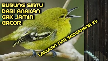 Gara-gara tidak dilakukan PERAWATAN simpel ini, burung sirtu dari lolohan GAGAL GACOR