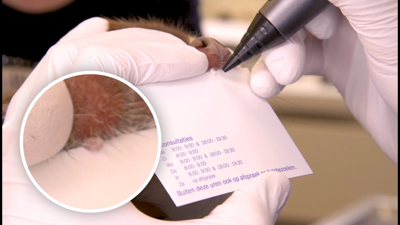 Freezpen - Treatment of a little dog