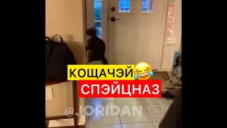 Почему нужно выгуливать кота - ОЗВУЧКА 18+