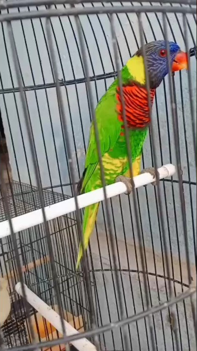 Nuri Pelangi #burungcantik #duniabinatang #burunglangka #burungpintar #burungkicau #paruhbengkok