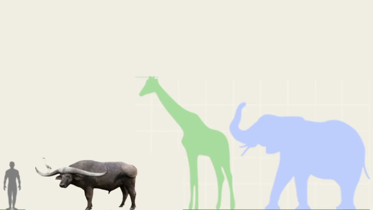 Syncerus Antiquus vs African Elephant, Giraffe and Human in Size Comparison