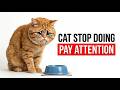 If Your Cat Stops Doing This, Pay Attention | Feline Secrets