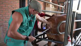 Absolute Genetics Cattle In Vivo Embryo Flushing