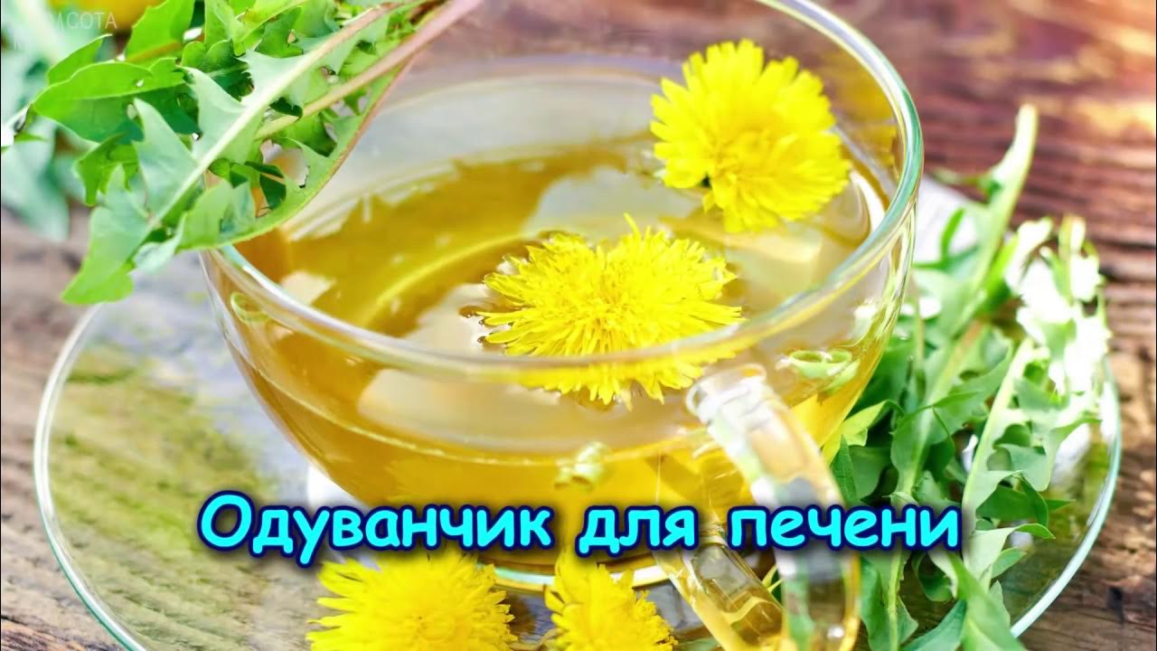 ОДУВАНЧИК ДЛЯ ПЕЧЕНИ - YouTube