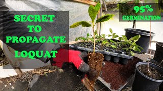 Grow Loquats From Seed | EVERYTHING You Need To Know