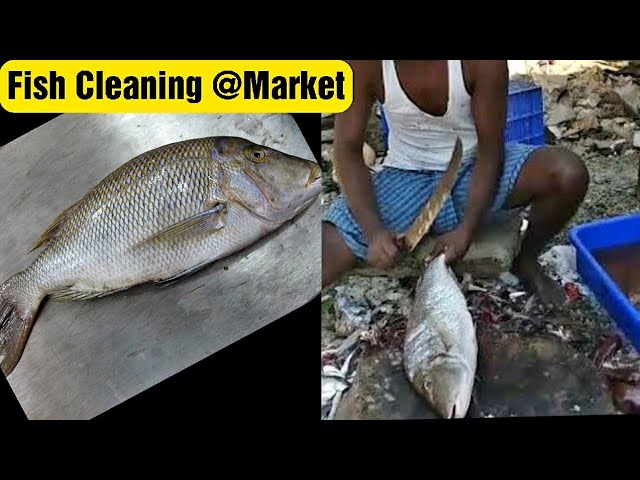 Emperor fish cleaning in market /  பெரிய மீன் மார்க்கெட் கழுவும் முறை | Food Tamil - Samayal & Vlogs