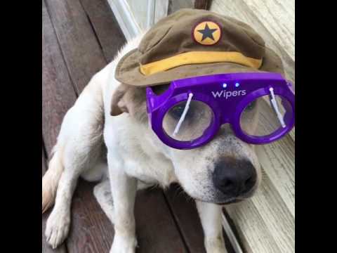 video phone beyonce mp3 Dog Wears Glasses With Wipers on Them