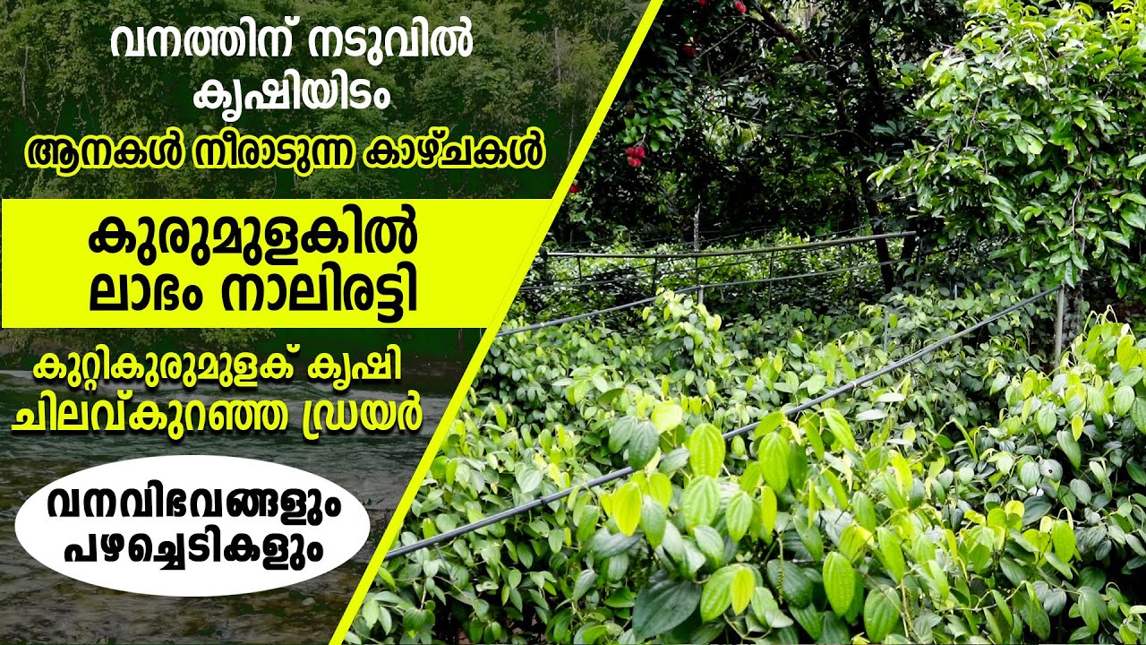 തേയിലച്ചെടികളെപോലെ കുറ്റികുരുമുളകു കൃഷി I  കുരുമുളകുകൃഷിയിലെ വേറിട്ടൊരു ശൈലി I Makarakoythu