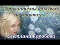 Хризантемы дождям не сдаются Автор и исполнитель Светлана Коробова видео Ингвар Нитомак 