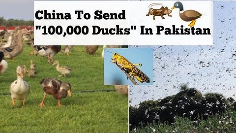 China To Send 100,000-Strong 