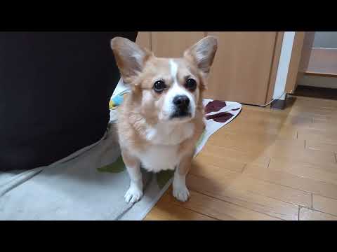 今朝のちょび【ちょび】【コーギー×ペキニーズ】