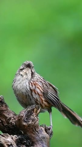 Kicau Burung Tepus Tinggir Gacor Di Tongka