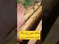 ملکه رو با این وسیله رنگ میکنم 