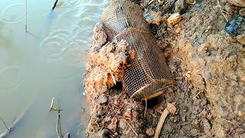 Đặt Lợp Ếch Trúng Liên Tục Ở Cánh Đồng Nước Lũ