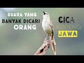 Download Lagu suara kicauan burung cica koreng Jawa!! 2020