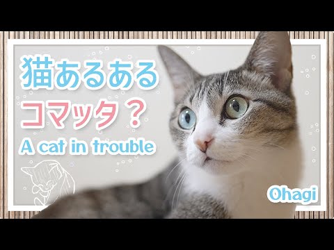 猫あるあるコマッタ？